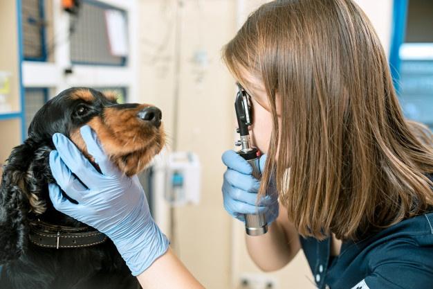 Imagen del frente de la veterinaria